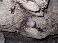 Foto: Höhlenspinne und Kokons mit Eiern